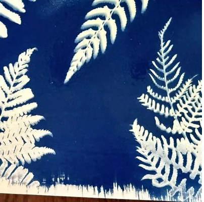 A finished cyanotype print: white fern fronds on deep Prussian blue paper