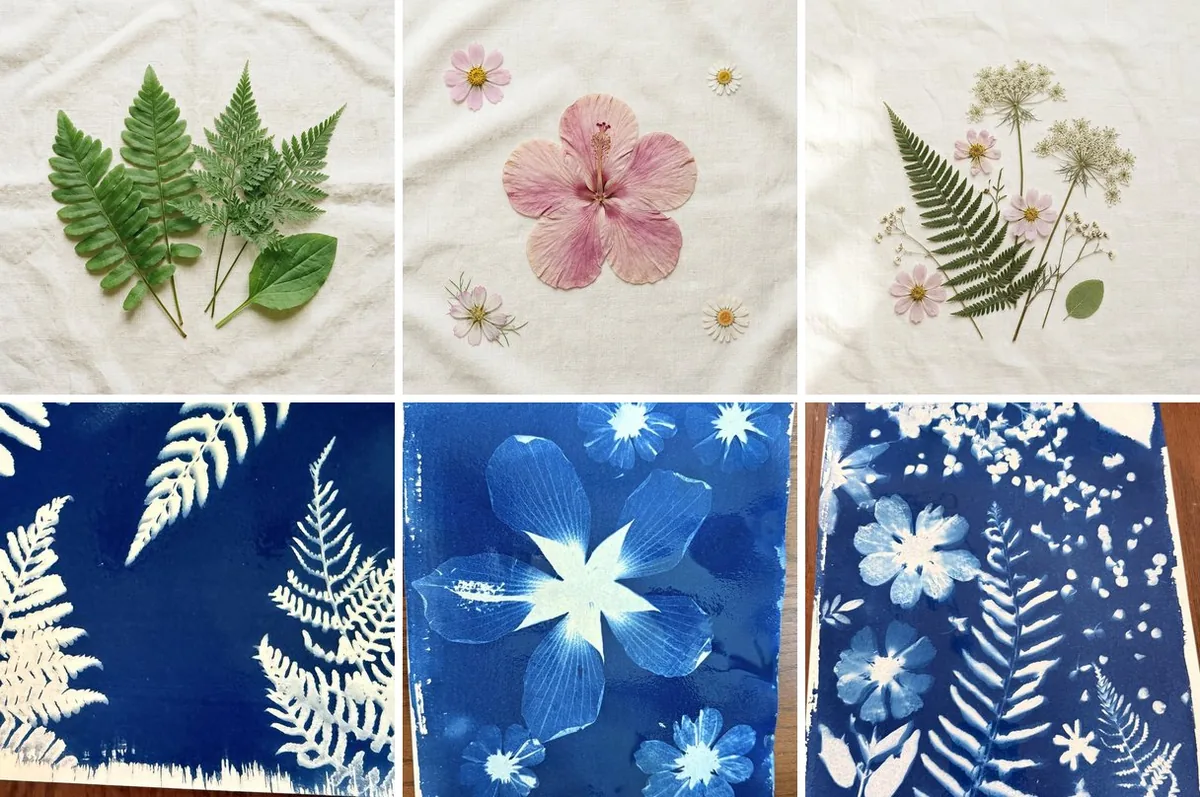 Three before-and-after pairs: ferns, a pressed hibiscus with cosmos, and Queen Anne's lace with a fern, each above the deep blue cyanotype print it becomes